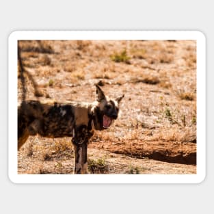 Wild dog Sticker